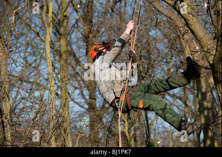 Opere Arborist alla sommità di un albero di quercia per il suo taglio per rimuovere rami morti e generare una nuova crescita. Foto Stock