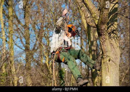 Opere Arborist alla sommità di un albero di quercia per il suo taglio per rimuovere rami morti e generare una nuova crescita. Foto Stock