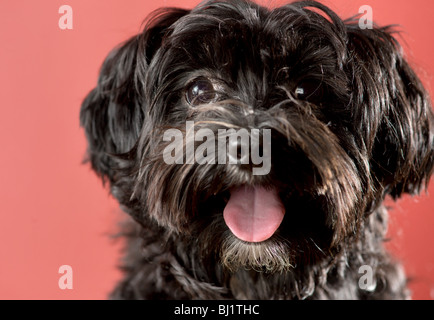 Close up ritratto di un nero maltese mix yorkie cane con la lingua fuori Foto Stock