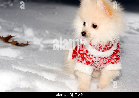 Color crema cucciolo pomerania in un rosso santa maglione giocare nella neve Foto Stock