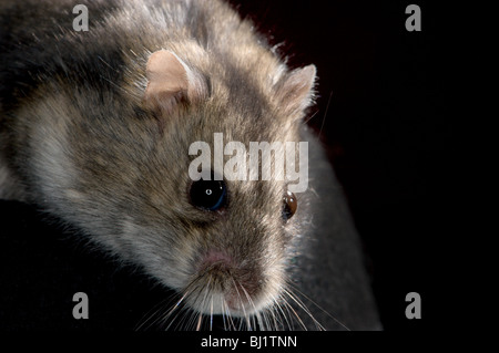 Macro close up di un inverno white dwarf hamster Foto Stock