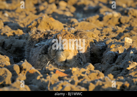 Brown lepre Lepus europaeus Foto Stock