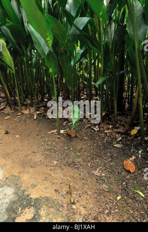 Heliconia psittacorum Foto Stock