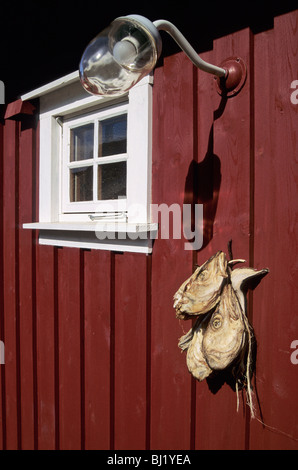 Finestra lampada e baccalà capi - Isole Lofoten - Norvegia Foto Stock