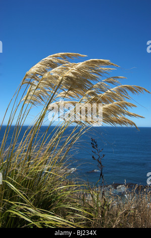 Ciuffo di erba a una spiaggia Foto Stock