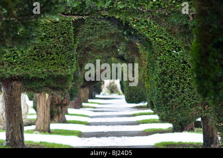 Yew alberi nel sagrato della chiesa di St Mary's, Painswick, Cotswolds, Gloucestershire, Regno Unito Foto Stock