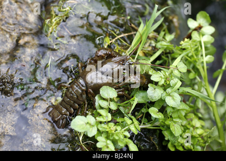 Bianco-artigliato il gambero di fiume, Austropotamobius pallipes adulto Foto Stock