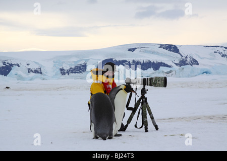 Pinguino imperatore, Aptenodytes forsteri, adulti checking out fotografo presso colline di neve isola penisola Antartica Foto Stock