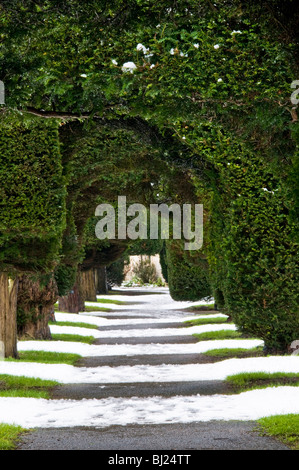 Yew alberi nel sagrato della chiesa di St Mary's, Painswick, Cotswolds, Gloucestershire, Regno Unito Foto Stock