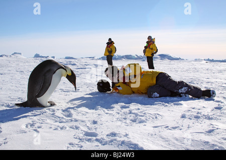 Pinguino imperatore, Aptenodytes forsteri, adulto fotografato in colline di neve isola penisola Antartica Foto Stock