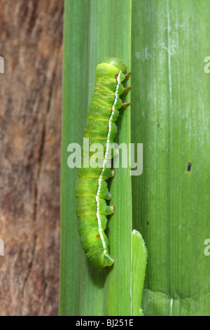 Red spada erba, Xylena vetusta, alimentazione caterpillar Foto Stock