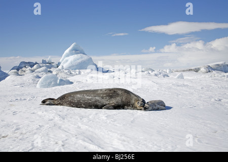 Guarnizione di Weddell, Leptonychotes weddellii, con giovani di colline di neve Isola, penisola Antartica Foto Stock