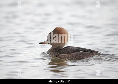 Hooded Merganser, Lophodytes cucullatus femmina - vagrant in Fife Foto Stock