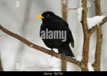 Merlo, Turdus merula, maschio appollaiato sul ramo in inverno, Germania Foto Stock