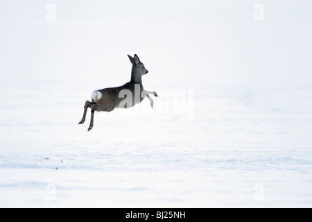 Il capriolo Capreolus capreolus, saltando in volo, su strade coperte di neve campo, montagne Harz, Bassa Sassonia, Germania Foto Stock