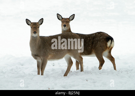 Dybowski o cervi sika, Cervus nippon, due fa avviso sulla neve campo coperto in inverno, gamma Asia Orientale Foto Stock