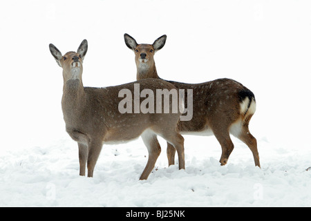 Dybowski o cervi sika, Cervus nippon, due fa avviso sulla neve campo coperto in inverno, gamma Asia Orientale Foto Stock