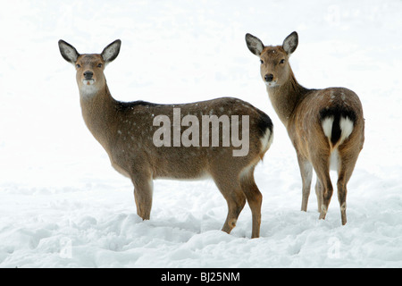 Dybowski o cervi sika, Cervus nippon, due fa avviso sulla neve campo coperto in inverno, gamma Asia Orientale Foto Stock