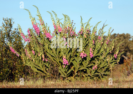 Foxglove (Digitalis ssp. amandiana) - fioritura di lecci scrub, regione Alentejo, Portogallo Foto Stock