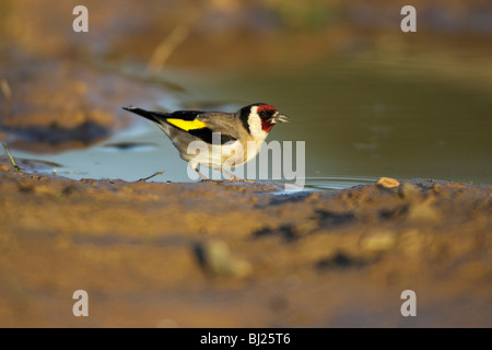 Cardellino (Carduelis carduelis), bevendo alla piscina, Portogallo Foto Stock