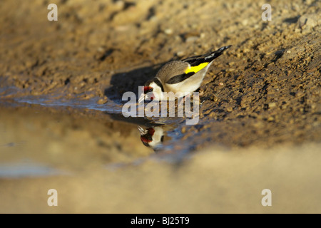 Cardellino (Carduelis carduelis), bevendo alla piscina, Portogallo Foto Stock