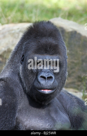 Pianura occidentale (Gorilla Gorilla gorilla gorilla), adulto maschio o silverback, mostrando l'espressione del viso Foto Stock