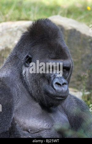 Pianura occidentale (Gorilla Gorilla gorilla gorilla), adulto maschio o silverback, dormendo Foto Stock