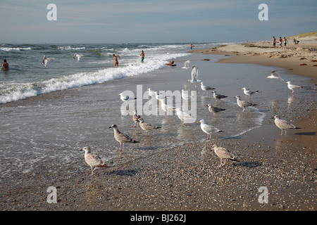 Aringa Gabbiano (Larus argentatus), gregge in appoggio sulla spiaggia, Texel, Olanda Foto Stock