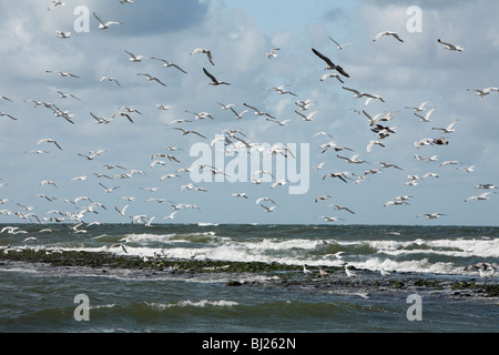 Aringa Gabbiano (Larus argentatus), gregge sorvolando il litorale, Texel, Olanda Foto Stock
