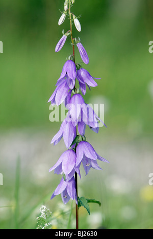 Rampion o strisciante campanula (Campanula rapunculoides) fiori sulla levetta Foto Stock