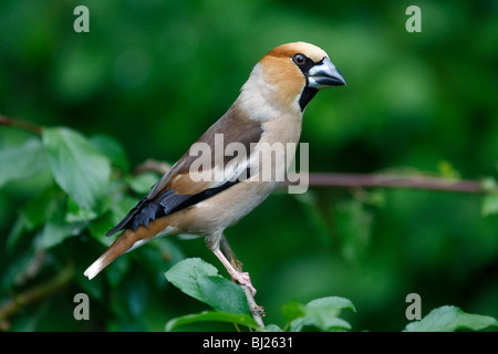 Hawfinch (Coccothraustes coccothraustes) maschio appollaiato sul ramo in giardino, Germania Foto Stock