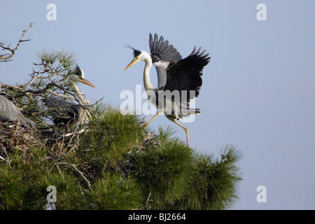 Airone cinerino (Ardea cinerea) in volo in atterraggio a nido, Portogallo Foto Stock