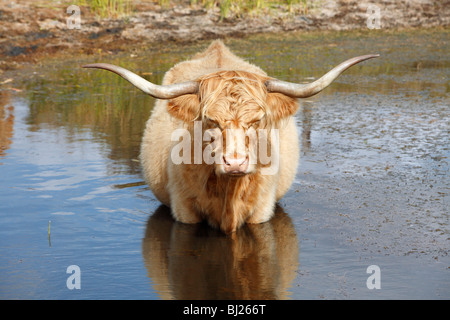 Highland scozzesi bovini (Bos primigenius), mucca in piedi in acqua, Isola di Texel, Olanda Foto Stock