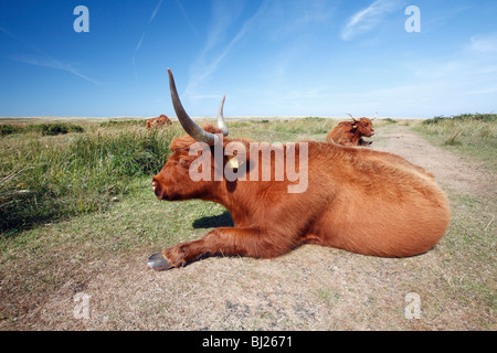 Highland scozzesi bovini (Bos primigenius), mucca in appoggio nelle dune di sabbia del parco nazionale, Isola di Texel, Olanda Foto Stock
