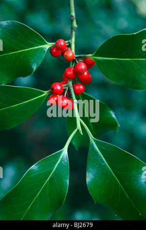 Holly (Ilex aquifolium), vicino di bacche e foglie, Germania Foto Stock