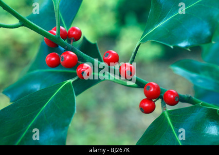 Holly (Ilex aquifolium), vicino di bacche e foglie, Germania Foto Stock