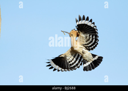 Upupa (Upupa epops), in volo con il cibo in bill, Portogallo Foto Stock