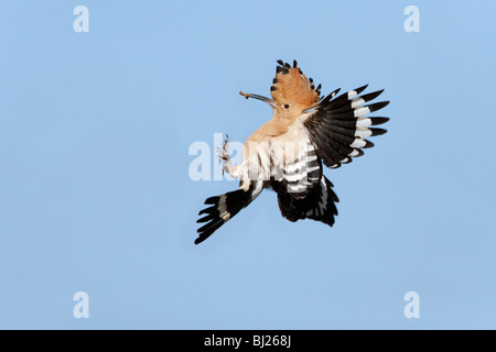 Upupa (Upupa epops), in volo con il cibo in bill, Portogallo Foto Stock