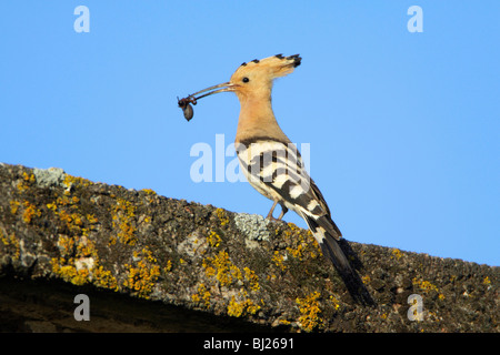 Upupa (Upupa epops), sulla costruzione tetto con ragno in fattura, Portogallo Foto Stock