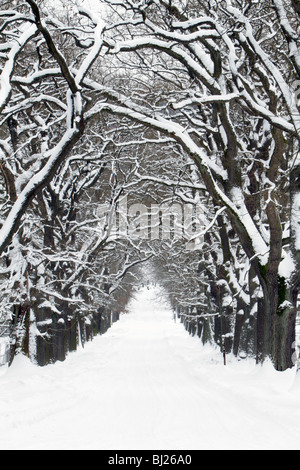 Alberi di quercia, Quercus robur, Avenue in inverno, Sababurg e Assia settentrionale, Germania Foto Stock