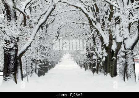 Alberi di quercia, Quercus robur, Avenue in inverno, Sababurg e Assia settentrionale, Germania Foto Stock