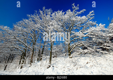 Alberi di quercia, Quercus robur, ricoperta di neve in inverno, montagne Harz, Bassa Sassonia, Germania Foto Stock