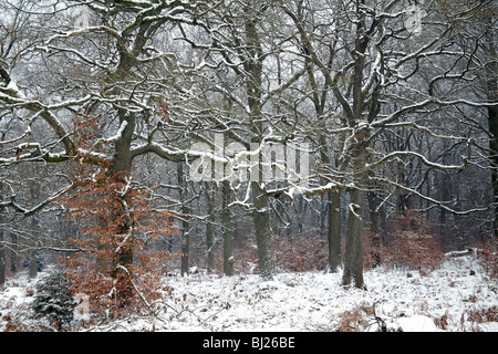 Albero di quercia dei boschi, Quercus robur, in inverno, Reinhardswald forest e Assia settentrionale, Germania Foto Stock