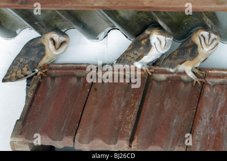 Il barbagianni, Tyto alba, tre in appoggio durante le ore diurne, nella costruzione, Germania Foto Stock