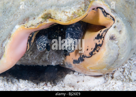 Gli occhi di una Regina Conch, Strombus gigas Foto Stock