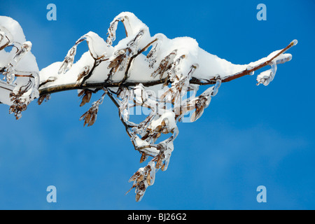 Neve e ghiaccio coperto di platano europeo Acer pseudoplatanus, frutta tasti, in inverno, Germania Foto Stock