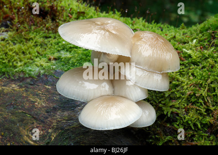 Fungo di porcellana (Oudemansiella mucida), che cresce su dead faggio stelo, Germania Foto Stock