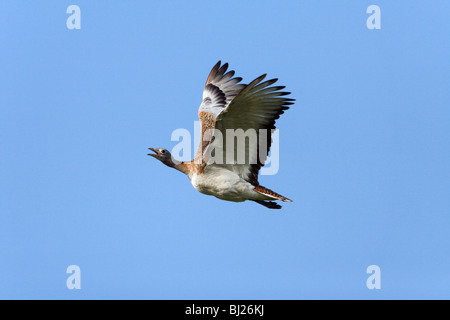 Grande (Bustard Otis tarda) - in volo, NP Herdade de Sao Marcos grande riserva Bustard, Alentejo, Portogallo Foto Stock