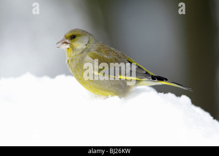 Verdone (Carduelis chloris), alimentando sul terreno in inverno, Germania Foto Stock