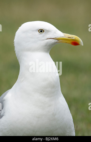 Aringa Gabbiano (Larus argentatus), ritratto, Texel, Olanda Foto Stock